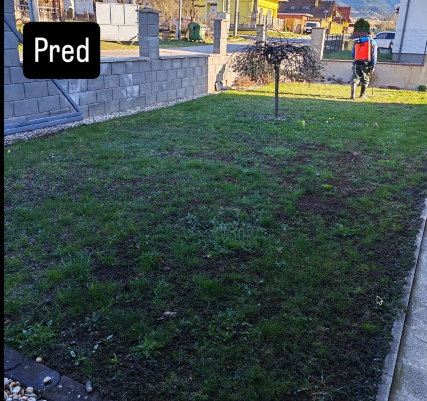 Trávnik pred kosením