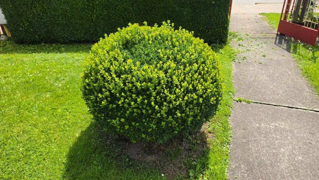 JB Garden – pred
